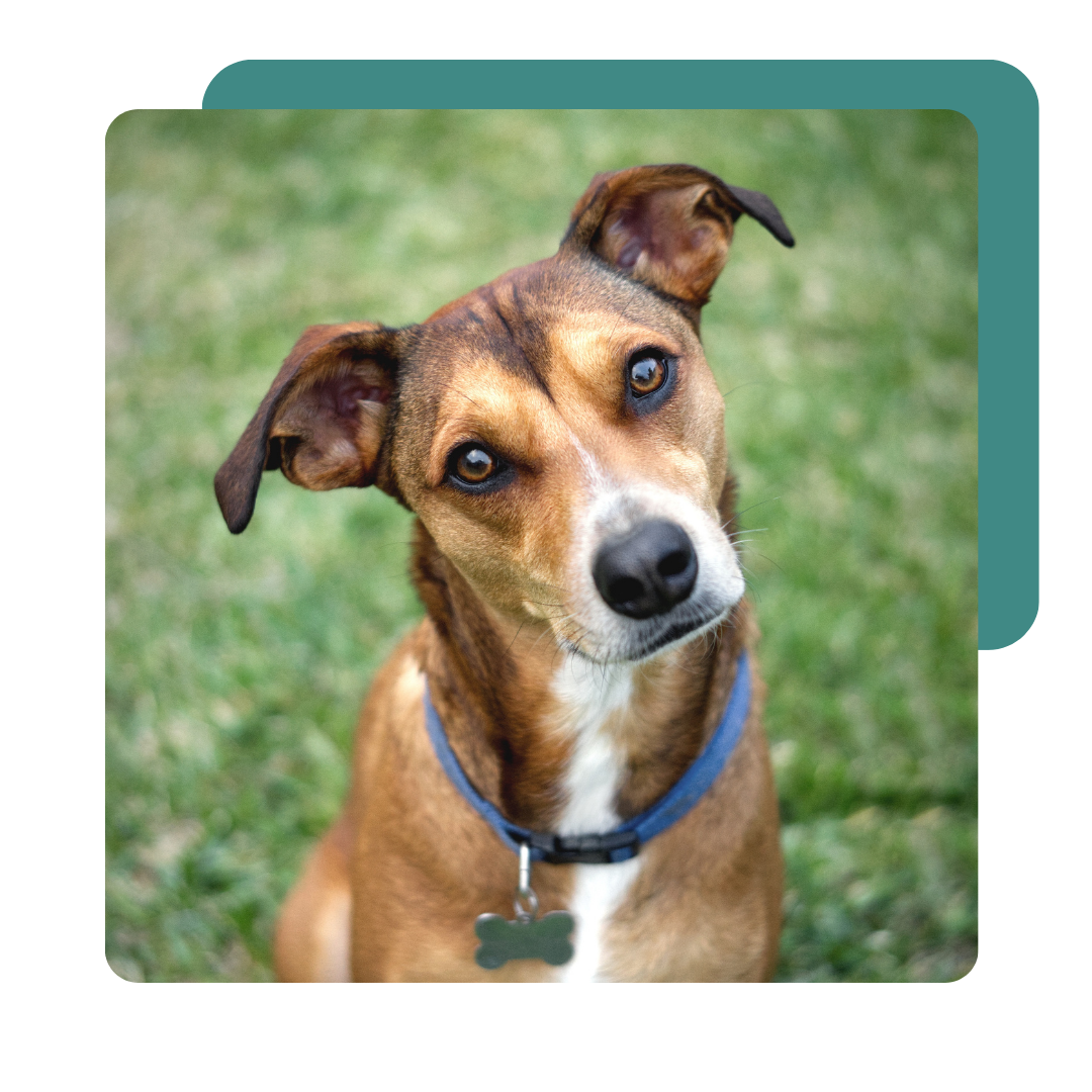 telemedicina para pets